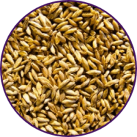 Imagem dos grãos do produto Panicum Maximum cv. Mombaça